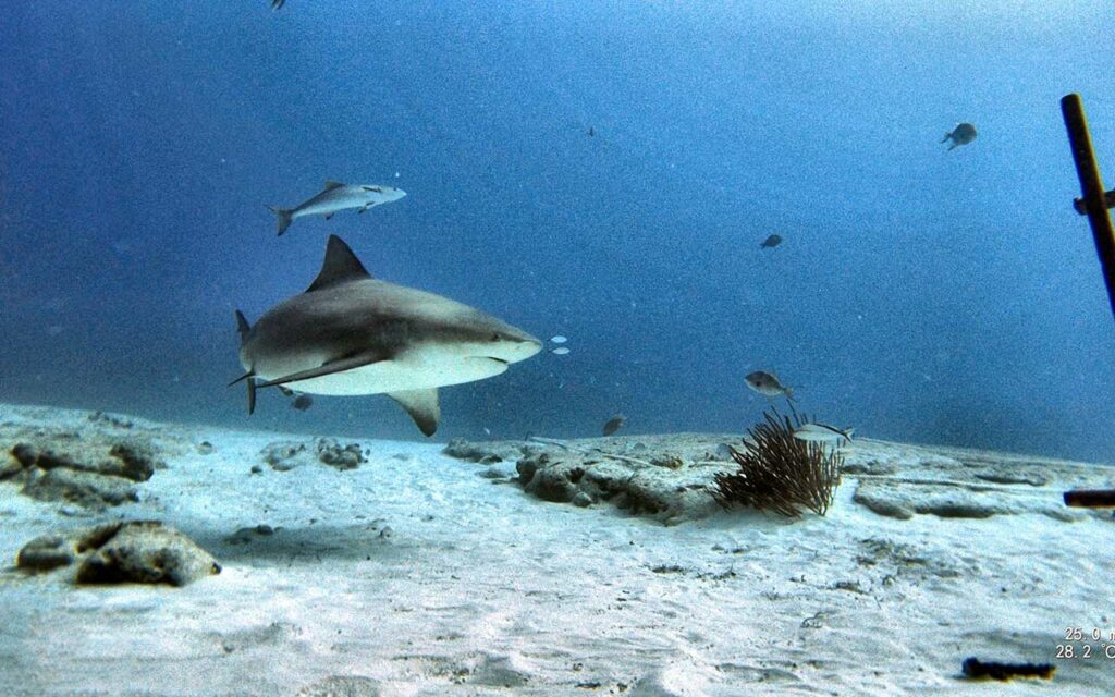 Bull Shark Dive Playa del Carmen